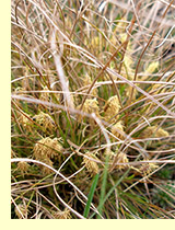 Осока  низкая (Carex humilis Leyss)