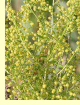 Полынь однолетняя (Artemisia annua)