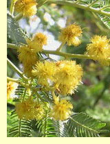 Акация дубильная, или мимоза (Acacia catechu )
