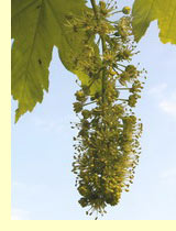 Клен белый или ложноплатановый, явор (Acer pseudoplatanus L.)