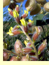 Астрагал хивинский (Astragalus chiwensis)