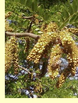 Чингиль серебристый, чемыш, шенгил или серебристая акация (Halimodendron halodendron)
