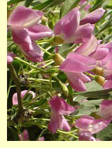 Чингиль серебристый, чемыш, шенгил или серебристая акация (Halimodendron halodendron)