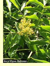 Бархат амурский - Phellodendron amurense Rupr 