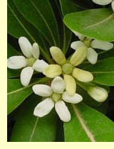 Смолосемянник Тобира, Питтоспорум обыкновенный (Рittosporum tobira) 