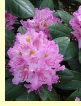 Рододендрон даурский (Rhododendron dahuricum)