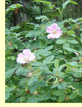 Роза собачья или шиповник (Rosa canina L.)