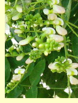 Софора японская (Sophora japonica L.)