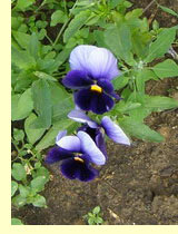 Фиалка трехцветная, или анютины глазки (Viola tricolor L)