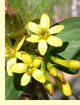 Смородина золотистая (Ribes aureum Pursh)