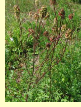 Черноголовник многобрачный (Poterium polygamum Waldst et Kit.)