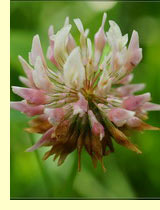 Клевер розовый, или шведский (Trifolium hybridum L.)