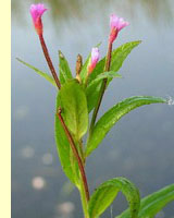 Кипрей болотный (Epilobium palustre L.)
