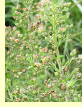Норичник узловатый, или шишковатый (Scrophularia nodosa L.)