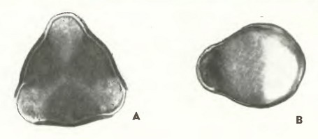 Ирга обыкновенная (Amelanchier vulgaris Mch.) - пыльцевые зерна