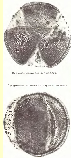 ¬ьюнок полевой (Convolvulus arvensis L) - пыльцевые зерна