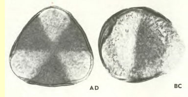 Боярышник обыкновенный (Сгаtaegus oxyacantha L.) - пыльцевые зерна
