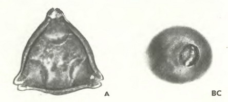 Лох серебристый (Elaegnus argentea Pursh.)- пыльцевые зерна