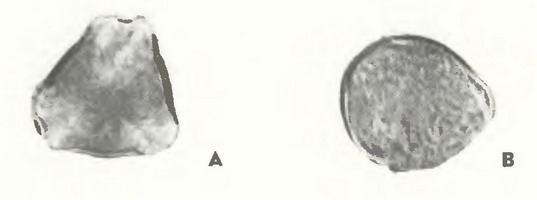 Земляника садовая (Fragaria ananassa Duch.)-пыльцевые зерна
