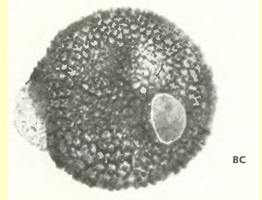 Герань луговая, или журавельник (Geranium pretense L.)-пыльцевые зерна