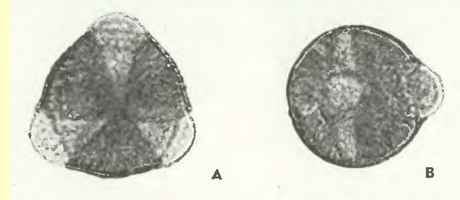 Гравилат речной (Geum rivale L.)-пыльцевые зерна