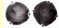 Короставник полевой (Knautia arvensis Coult.)-пыльцевые зерна