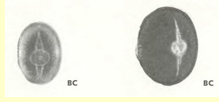 Донник лекарственный   (Melilotis officinalis L.)-пыльцевые зерна