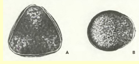 Яблоня (Pyrus malus L.)-пыльцевые зерна
