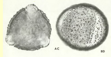 Валериана лекарственная, или маун (Valeriana officinalis L)-пыльцевые зерна
