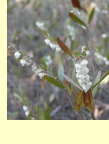 Вереск болотный, лиония, качандра (Lionia calyculata Rchb.)