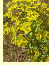 Молочаи (Euphorbia L.)
