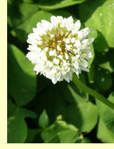 Клевер белый, или ползучий (Trifolium repens)