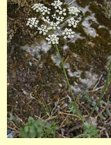 Бедренец камнеломковый или камнеломка (Pimpinella saxifraga L)