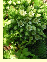 Молодило остролистный (Sempervivum soboliferum Sims.)