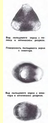 Арония черноплодная (Aronia melanocarpa (Michx) Elliot) - пыльцевые зерна