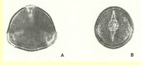 Клевер розовый (Т. Hybridum L .)-пыльцевые зерна