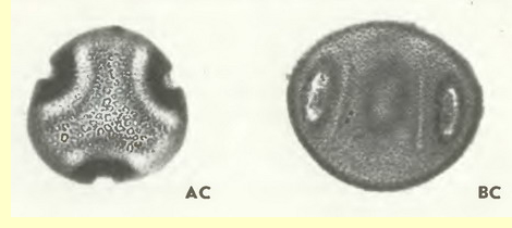 Липа мелколистная (Тiliа сог data МiII.)-пыльцевые зерна